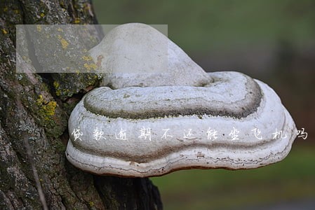 贷款逾期不还能坐飞机吗 贷款逾期不还能坐飞机吗