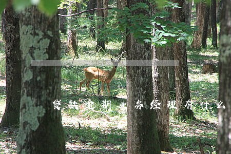 贷款逾期业务经理有什么处罚 贷款逾期业务经理有什么处罚