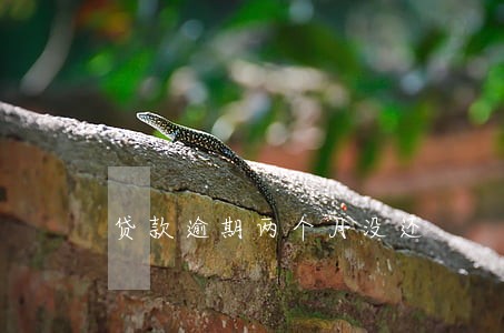 贷款逾期两个月没还 贷款逾期两个月没还