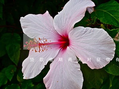 贷款逾期两天对征信有影响吗 贷款逾期两天对征信有影响吗