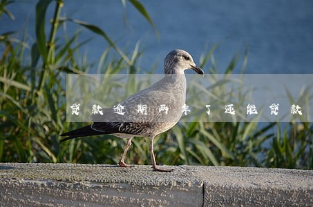 贷款逾期两年了还能贷款吗 贷款逾期两年了还能贷款吗
