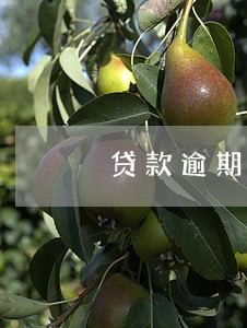 贷款逾期两次信用不良 贷款逾期两次信用不良