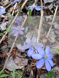 贷款逾期个人征信记录 贷款逾期个人征信记录