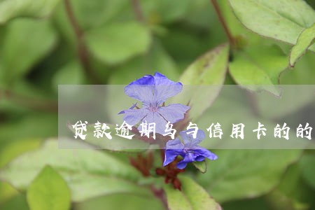 贷款逾期乌与信用卡的的区别 贷款逾期乌与信用卡的的区别