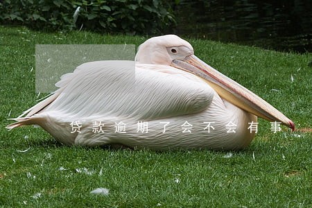 贷款逾期了会不会有事 贷款逾期了会不会有事