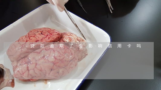 贷款逾期了会影响信用卡吗 贷款逾期了会影响信用卡吗