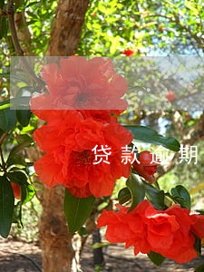 贷款逾期了会扣利息 贷款逾期了会扣利息