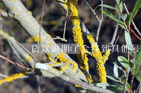 贷款逾期了会找到其他号码吗 贷款逾期了会找到其他号码吗