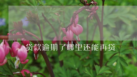 贷款逾期了哪里还能再贷 贷款逾期了哪里还能再贷