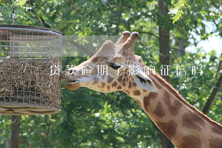 贷款逾期了影响征信吗 贷款逾期了影响征信吗