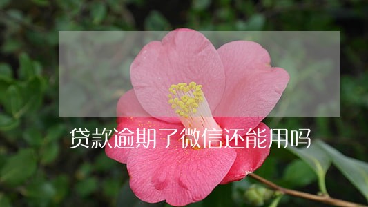 贷款逾期了微信还能用吗