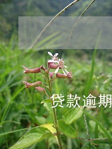 贷款逾期了收到律师发的短信 贷款逾期了收到律师发的短信