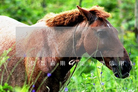 贷款逾期了能办理信用卡 贷款逾期了能办理信用卡