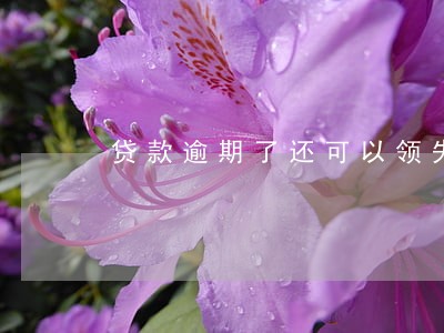 贷款逾期了还可以领失业金吗 贷款逾期了还可以领失业金吗