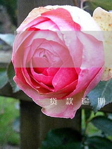 贷款逾期五次能办信用卡吗 贷款逾期五次能办信用卡吗