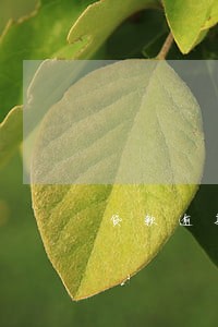 贷款逾期五级 贷款逾期五级