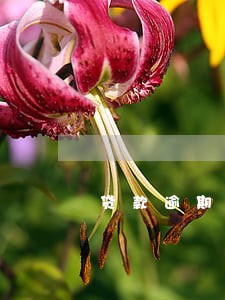 贷款逾期亲人受连带责任 贷款逾期亲人受连带责任