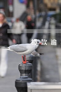贷款逾期会不会冻结微信账号 贷款逾期会不会冻结微信账号