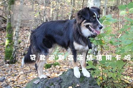 贷款逾期会冻结信用卡吗 贷款逾期会冻结信用卡吗