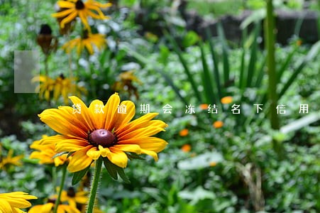 贷款逾期会冻结名下信用卡吗