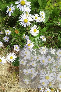 贷款逾期会冻结微信账户吗 贷款逾期会冻结微信账户吗