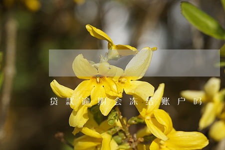 贷款逾期会冻结账户吗 贷款逾期会冻结账户吗