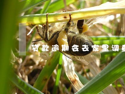 贷款逾期会去家里调查