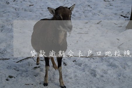 贷款逾期会去户口地拉横幅吗
