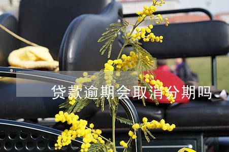贷款逾期会取消分期吗