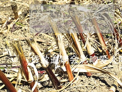 贷款逾期会影响爱人吗 贷款逾期会影响爱人吗