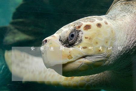 贷款逾期会影响考研吗 贷款逾期会影响考研吗