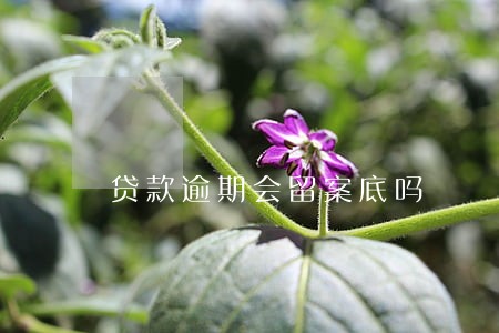 贷款逾期会留案底吗 贷款逾期会留案底吗