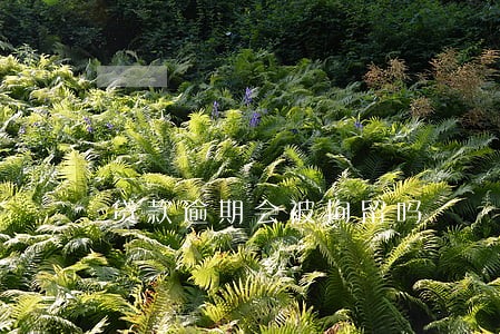 贷款逾期会被拘留吗 贷款逾期会被拘留吗