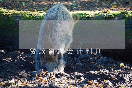 贷款逾期会计判刑 贷款逾期会计判刑