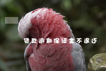 贷款逾期保证金不退还 贷款逾期保证金不退还