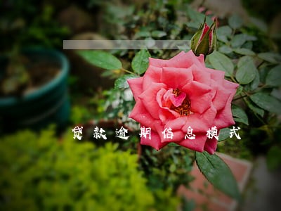 贷款逾期信息模式 贷款逾期信息模式