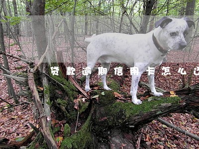 贷款逾期信用卡怎么还涨额度 贷款逾期信用卡怎么还涨额度