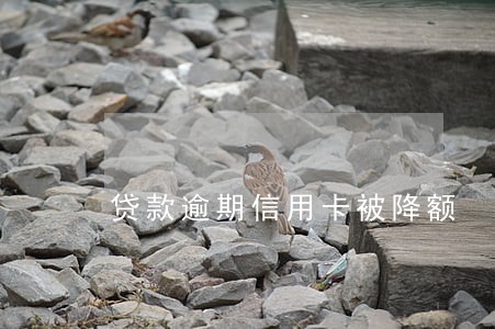 贷款逾期信用卡被降额 贷款逾期信用卡被降额