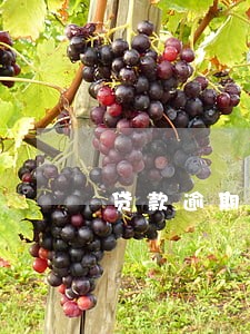 贷款逾期信用情况说明 贷款逾期信用情况说明