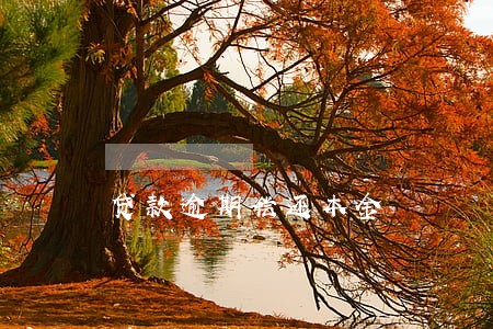贷款逾期偿还本金 贷款逾期偿还本金