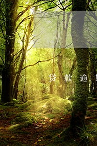 贷款逾期储蓄卡被止付 贷款逾期储蓄卡被止付