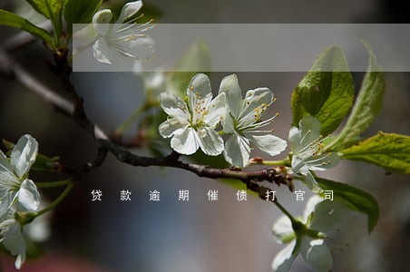 贷款逾期催债打官司 贷款逾期催债打官司