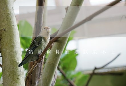 贷款逾期催债联系不上 贷款逾期催债联系不上