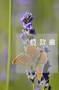 贷款逾期催收公司打家人电话 贷款逾期催收公司打家人电话