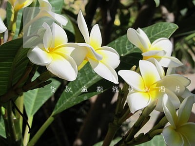贷款逾期催收函图片