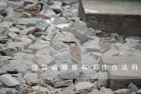 贷款逾期催收工作合法吗