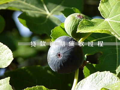 贷款逾期催收过程