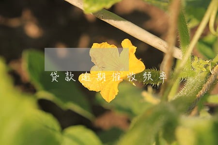贷款逾期催收频率 贷款逾期催收频率