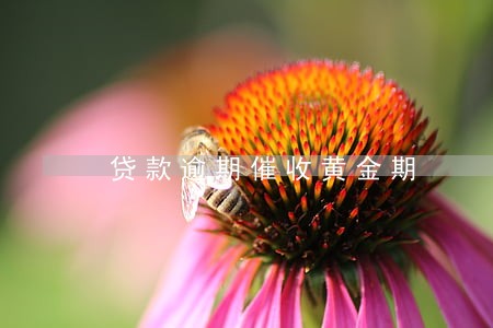贷款逾期催收黄金期 贷款逾期催收黄金期