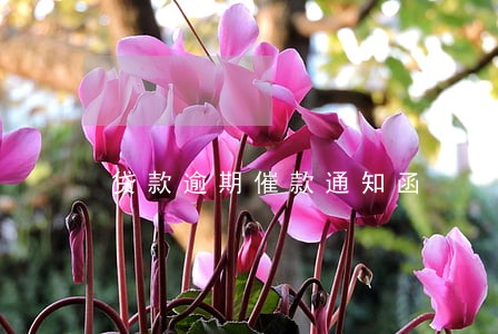贷款逾期催款通知函